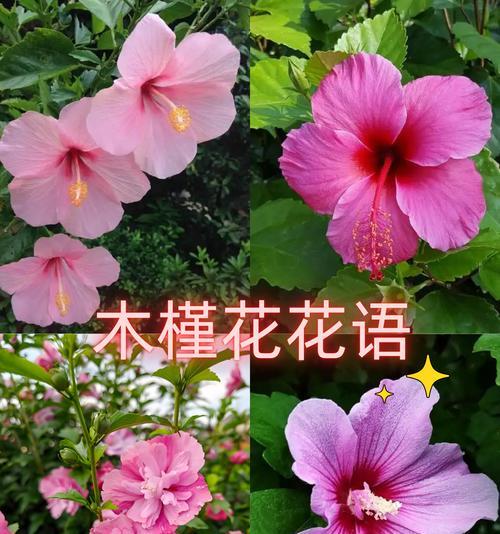 结束花的花语有何含义？它象征着什么？