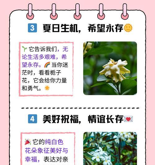 小情侣的花语是什么？小情侣花语中蕴含的爱意如何表达？