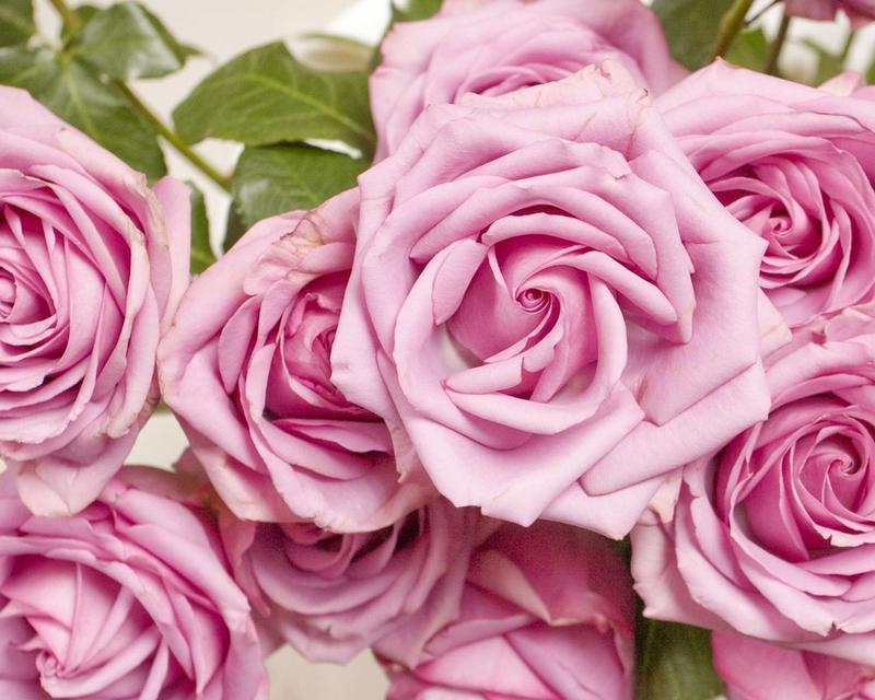 哪种玫瑰花象征纯爱？纯爱玫瑰花的花语是什么？