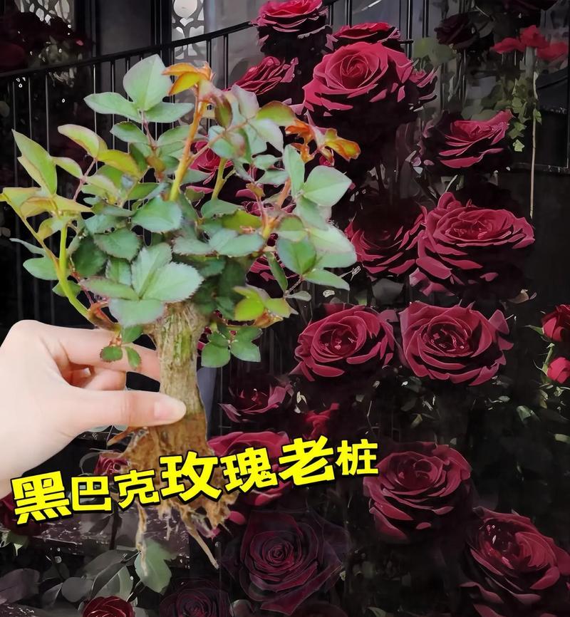 哪种玫瑰花象征纯爱？纯爱玫瑰花的花语是什么？