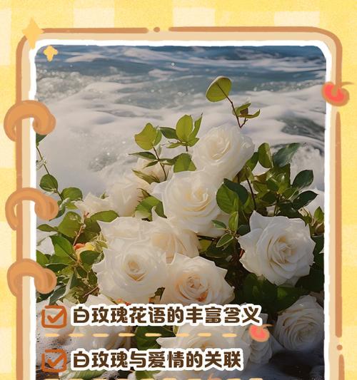 哪种玫瑰花象征纯爱？纯爱玫瑰花的花语是什么？
