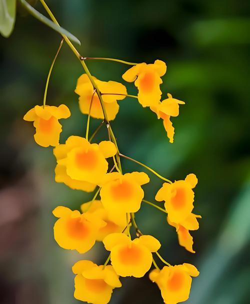 十元花束的花语大全有哪些？这些花语的寓意是什么？