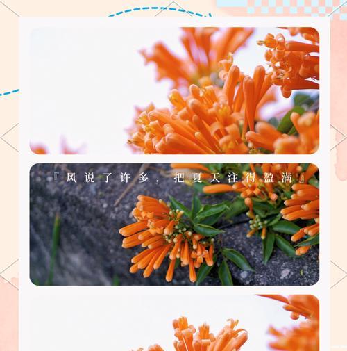 炮仗花的花语为何如此美丽？