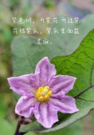 滨茄子的花语代表什么？送人有何寓意？