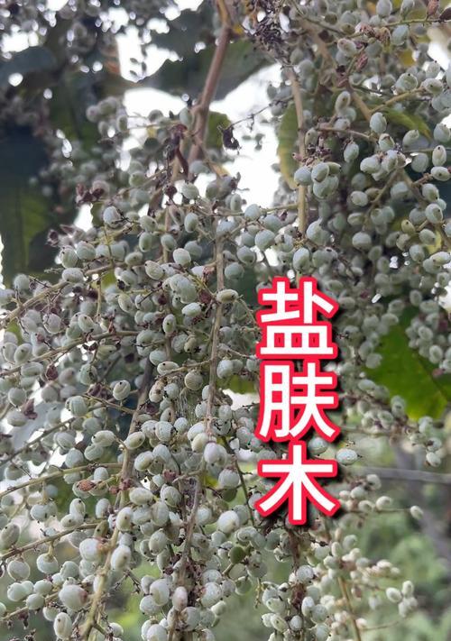 盐麸木花语有何特别之处？