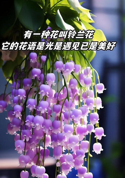 男性花的花语有哪些特别含义？
