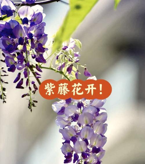 送给家人的花代表了什么花语？