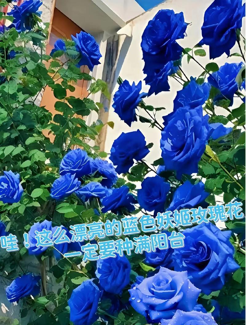 蓝色妖姬代表什么？花语背后的寓意是什么？