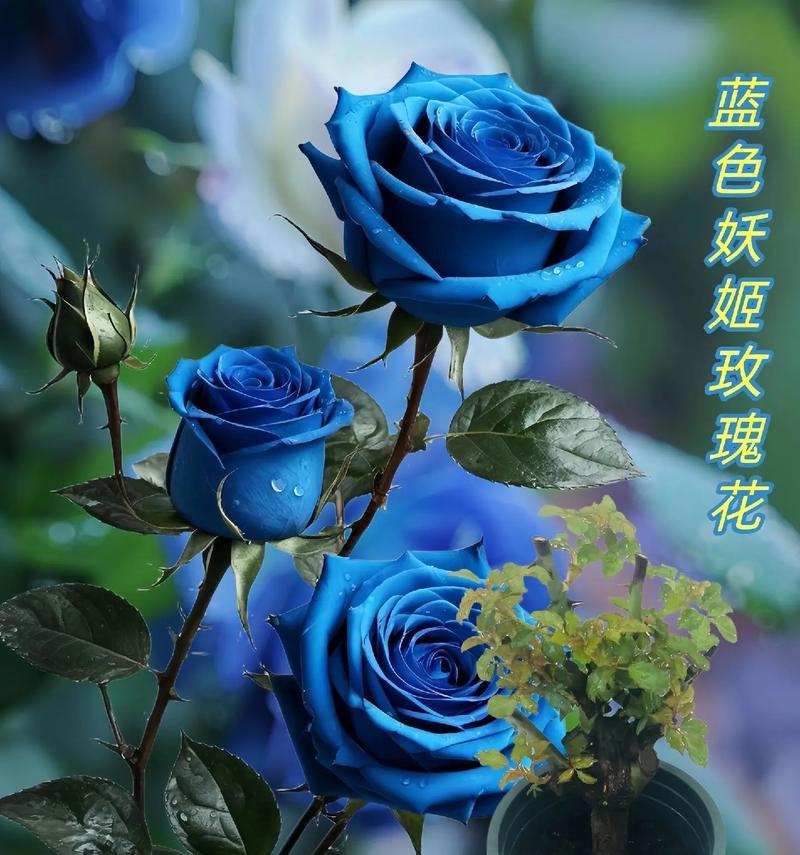 蓝色妖姬代表什么？花语背后的寓意是什么？