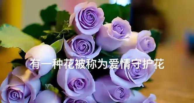 鲜花的浪漫花语有哪些？如何用鲜花表达浪漫？