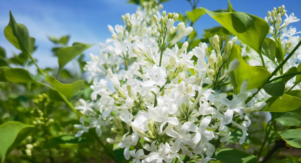 鲁莽的花与地莲花语有何区别？各自的含义是什么？
