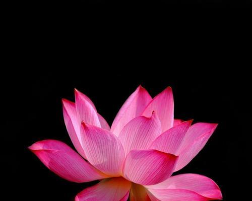 鲁莽的花与地莲花语有何区别？各自的含义是什么？