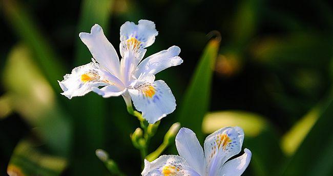 七彩糖果花语是什么意思？七彩糖果花的寓意和象征是什么？