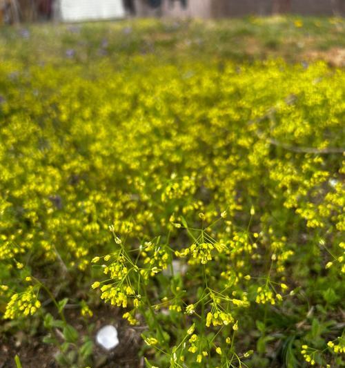 叔家孩子的花语有何含义？花语中表达了怎样的情感？