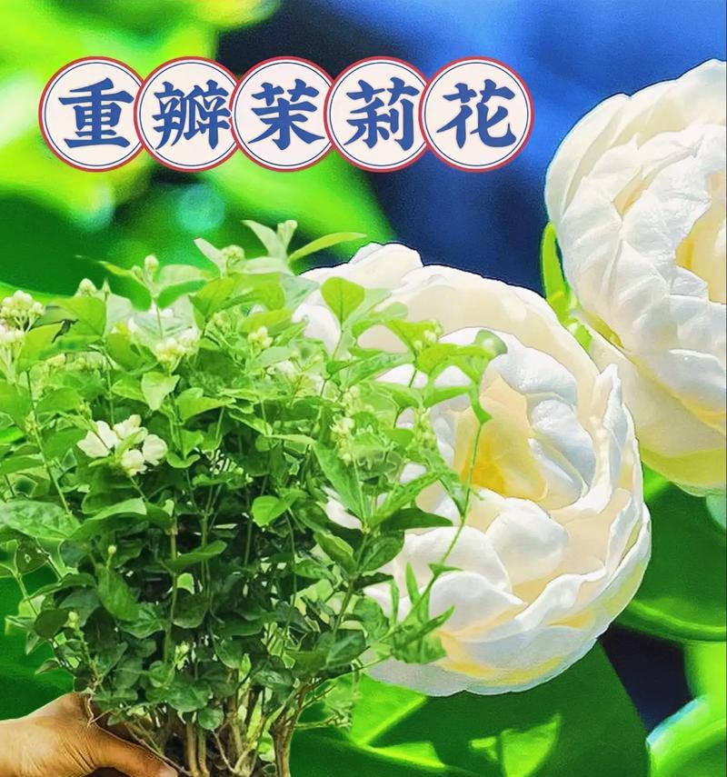 茉莉小菊的花语是什么？它在花语中有什么特别含义？