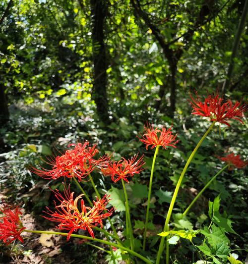 烟雾花的花语有何含义？它象征着什么？