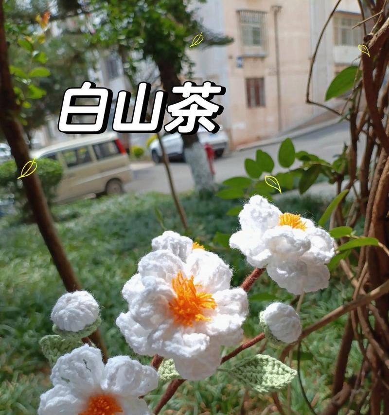 白山茶花语代表了什么？