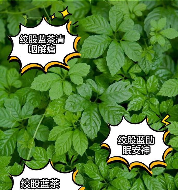 绞杀榕的花语代表什么含义？