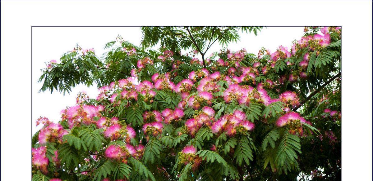 绞杀榕的花语代表什么含义？