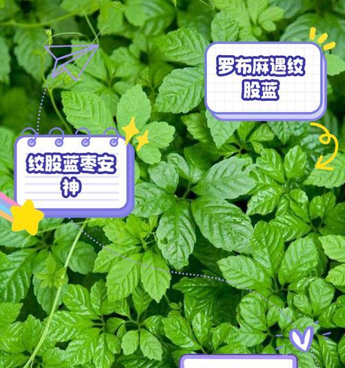 绞杀榕的花语代表什么含义？