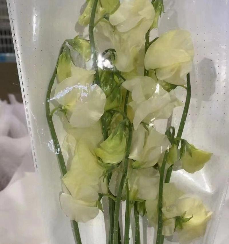 花语再见的花是什么意思？如何用花语告别？