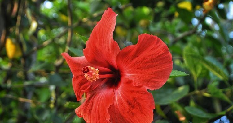 红槿花的寓意和花语是什么？它象征着什么？
