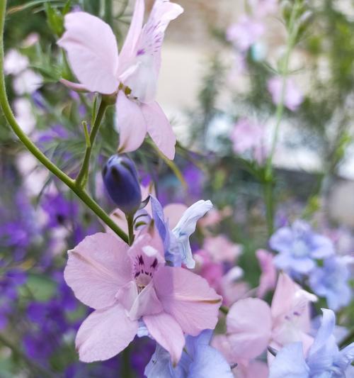 伞兵送的花朵花语是什么？这种花代表了什么？
