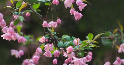 丝子花语在网络用语中代表了什么？