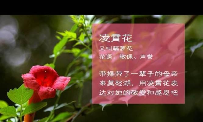 橙子的花语代表什么？它在花语中有哪些特别含义？