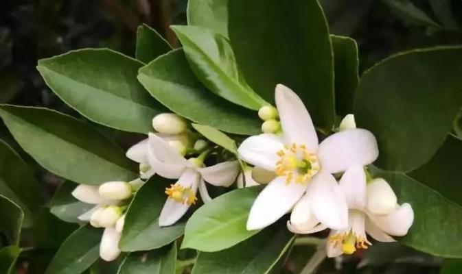 橙子的花语代表什么？它在花语中有哪些特别含义？