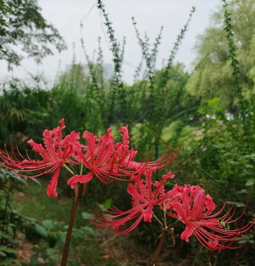 哪种花的花语表达可悲和绝望？