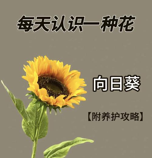 蒙太奇风格向日葵的花语有何深意？