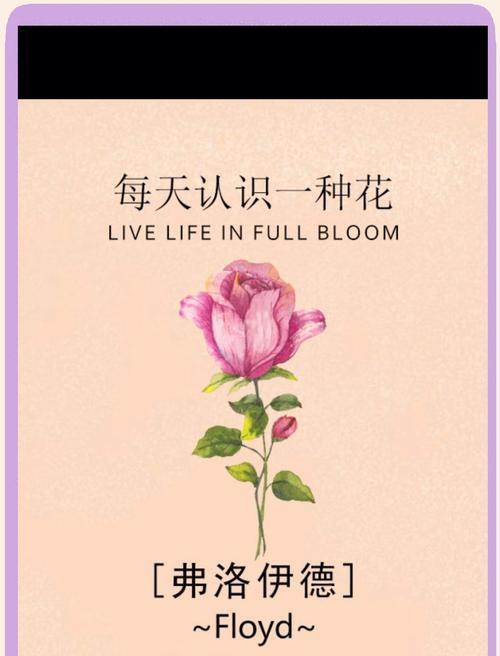 红丝绒花语和寓意能表达什么？