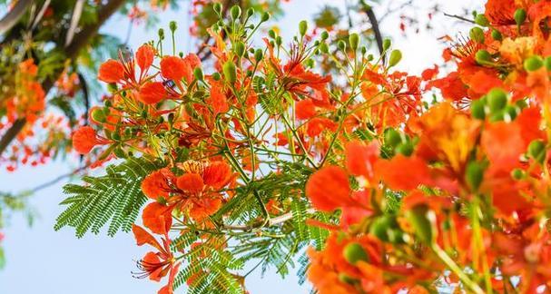花语中代表狂风的花有哪些？它们象征着什么？