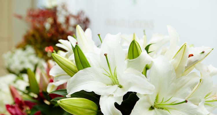 花语中代表狂风的花有哪些？它们象征着什么？
