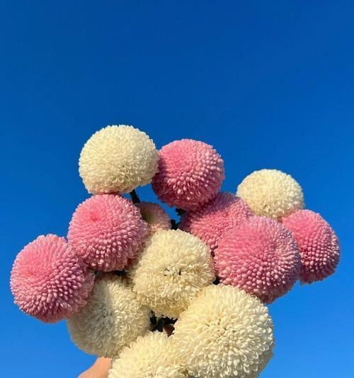 兵乓球的花语是什么？兵乓球在花语中代表什么？