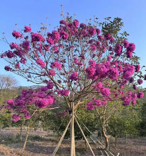 花色毛衣的花语有何含义？它传递了怎样的信息？
