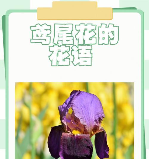 花色毛衣的花语有何含义？它传递了怎样的信息？