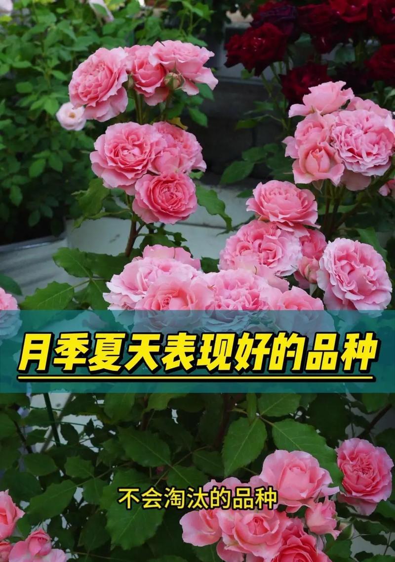 野生月季花的花语有何特别之处？如何解读野生月季的花语？