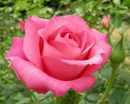 野生月季花的花语有何特别之处？如何解读野生月季的花语？
