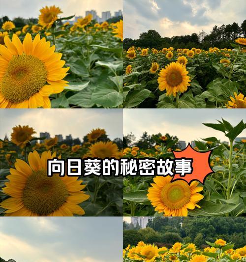 哪种花语象征阳光明媚？阳光明媚的花语是什么？