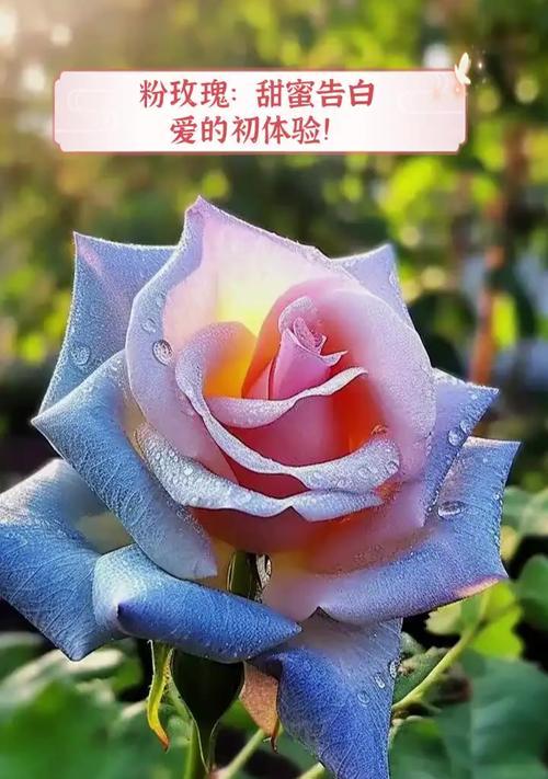 粉玫瑰30朵的花语是什么？它们传递了怎样的情感？