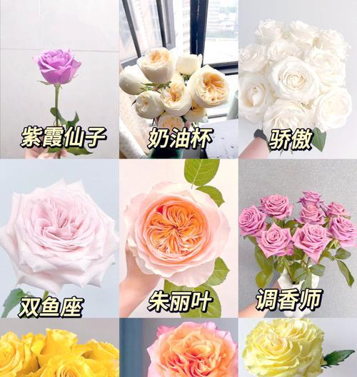 玫瑰牡丹香味的花语有何深意？