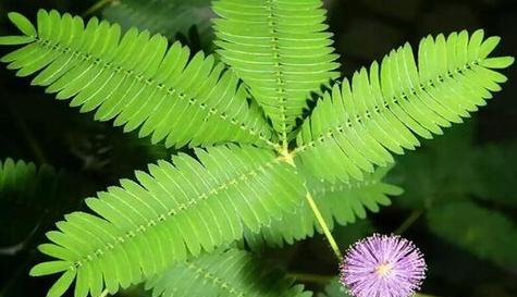 含羞草的花语短句是什么？它象征着什么？