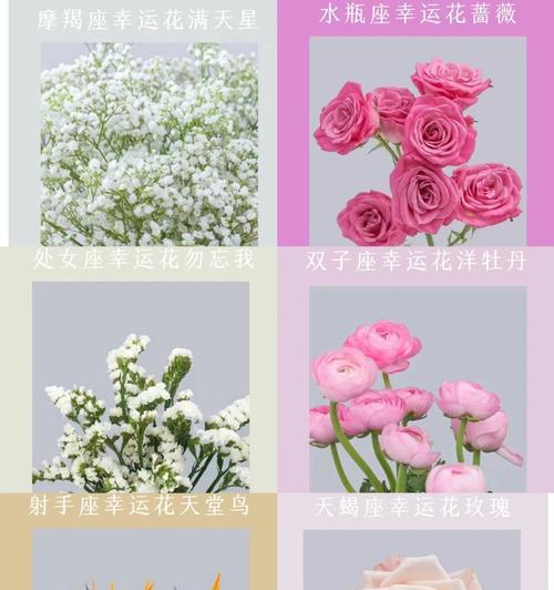 花语弄适合搭配哪些素材？如何选择合适的素材来衬托花语？