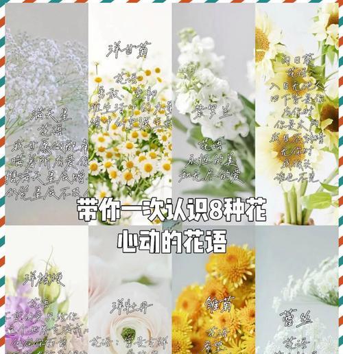 花语橙橙小马有何含义？它传递了怎样的信息？