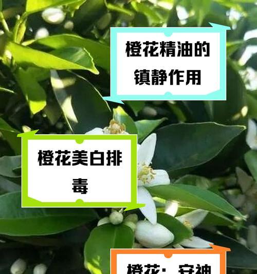花语橙橙小马有何含义？它传递了怎样的信息？