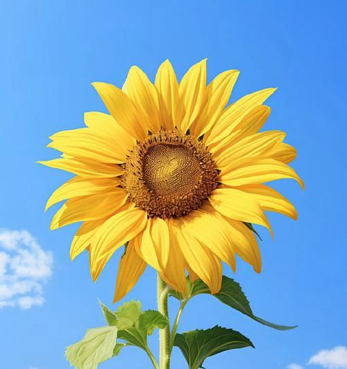 向日葵的花语象征什么？向日葵代表了什么情感？