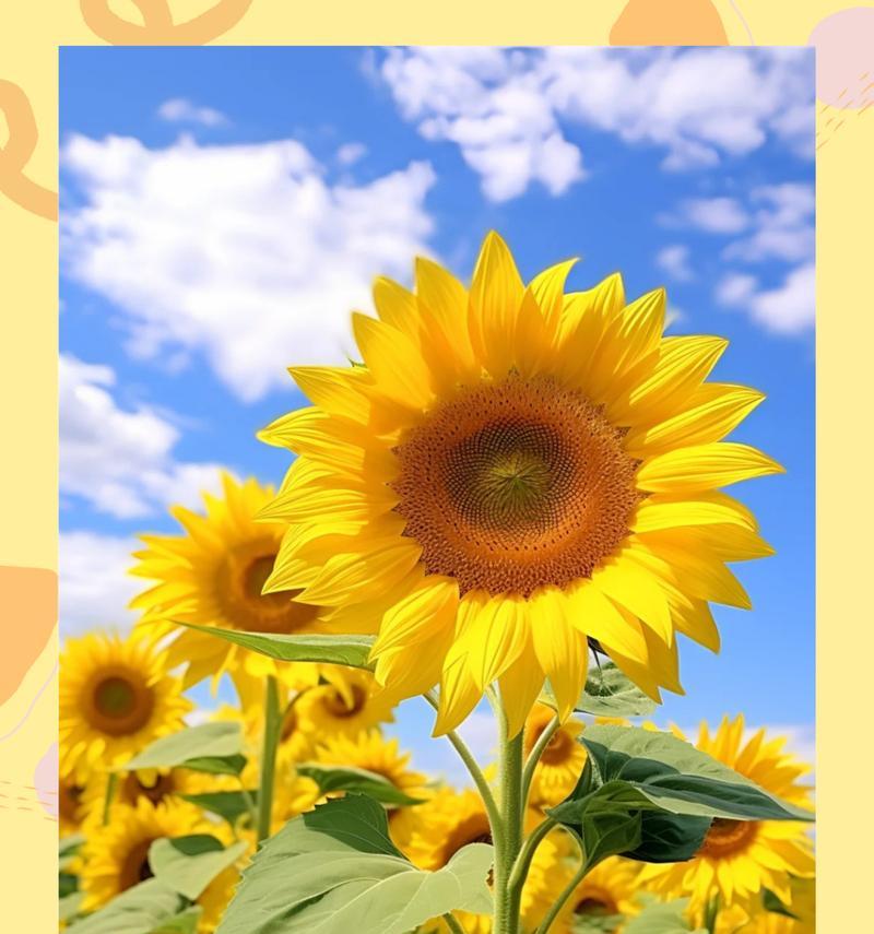 向日葵的花语象征什么？向日葵代表了什么情感？