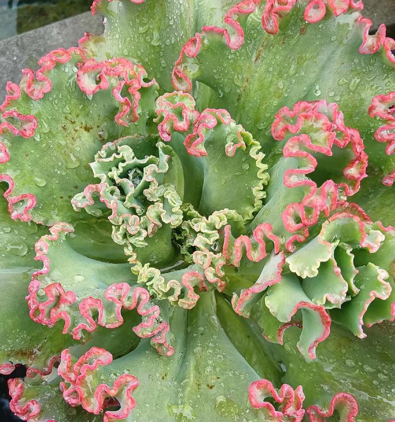 多肉植物的花语有哪些神奇之处？